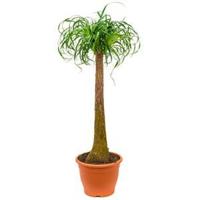 Beaucarnea recurvata Stam XL kamerplant - thumbnail