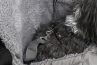 Huisdierenrugzak Trixie Molly Grijs 25 × 38 × 17 CM - thumbnail