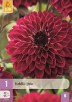 Dahlia quin - thumbnail