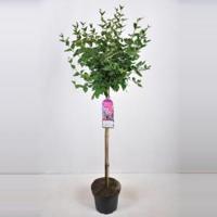 Dwergsering op stam (syringa "Josee") - thumbnail