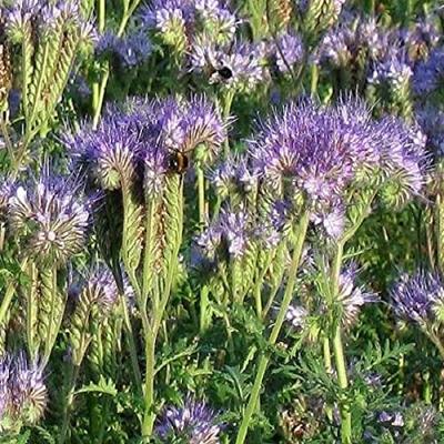 Phacelia tanacetifolia Phacelia (Drachtplant)
