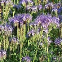 Phacelia tanacetifolia Phacelia (Drachtplant) - thumbnail