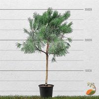 Pijnboom - hoogte 220 cm - thumbnail