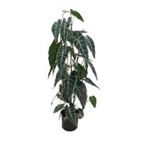 Caladium in pot 77 cm kunstplant Buitengewoon de Boet - Buitengewoon de boet - thumbnail