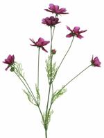 Cosmos Orion beauty 92cm - thumbnail