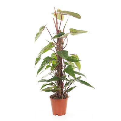 Philodendron Red Emerald (mosstok) - P 19 cm