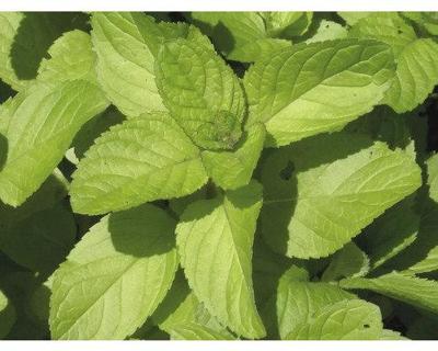 Mentha pip. Orange kruidenplant Griffioen - Griffioen