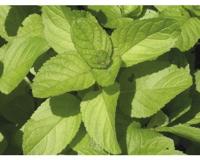 Mentha pip. Orange kruidenplant Griffioen - Griffioen - thumbnail
