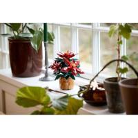 Haluta - Salontafel Veneta - 70x124x37 - Bruin - thumbnail