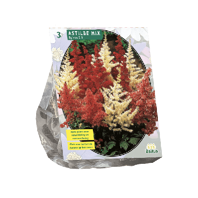 Zomer Bloembollen Astilbe, Gemengd per 3 Baltus - Baltus