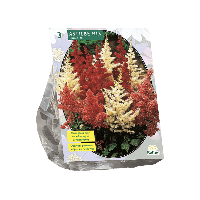 Zomer Bloembollen Astilbe, Gemengd per 3 Baltus - Baltus - thumbnail