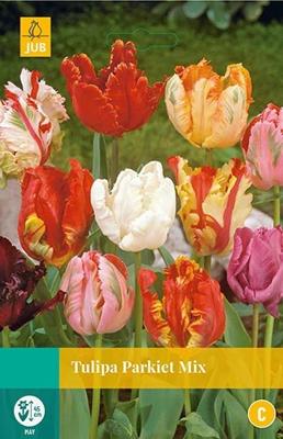 Tulipa Parkiet mix bloembollen 7 bollen Tulp JUB - Jub
