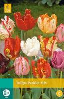 Tulipa Parkiet mix bloembollen 7 bollen Tulp JUB - Jub - thumbnail