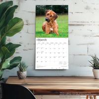 Rhodesian Ridgeback Kalender 2026 - thumbnail