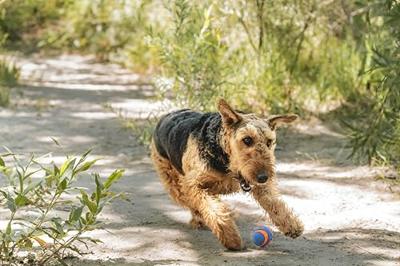 CHUCKIT ULTRA SQUEAKER BAL MEDIUM 6 CM - thumbnail
