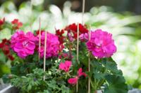 Splitbamboe naturel H50cm dia. 4-4,5mm set a 10 stuks Nature - Nature - thumbnail