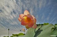 Samyang 14mm T3.1 II VDSLR Micro Four Thirds - thumbnail