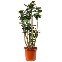 Polyscias aralia fabian XL kamerplant - thumbnail