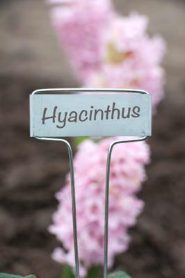 Plaatetiketten zink 16 cm Plaatetiketten zink 16 cm