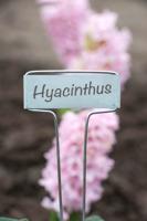 Plaatetiketten zink 16 cm - thumbnail