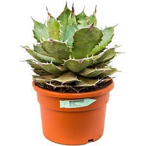 Agave titanova L kamerplant