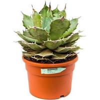 Agave titanova L kamerplant - thumbnail