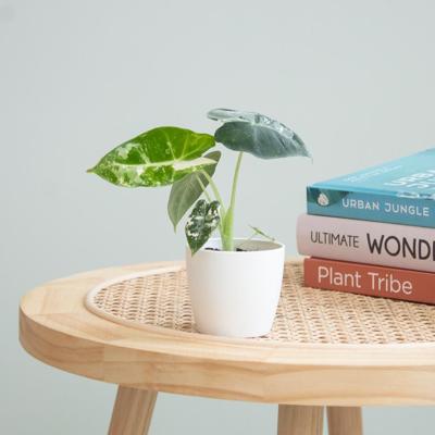 Alocasia Frydek Variegata (mini) - P6 Alocasia Frydek Variegata (mini) - P6