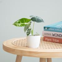 Alocasia Frydek Variegata (mini) - P6 - thumbnail