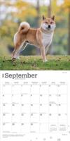 Shiba Inu Kalender 2026 - thumbnail
