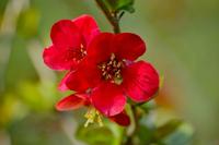 Japanse Kweepeer - thumbnail