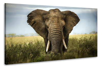 Schilderij - Olifant close-up, 2 maten, Premium print