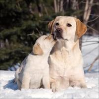 Honden Kalender 2026 - thumbnail