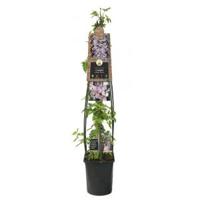 Roze bosrank (Clematis montana "Rubens") klimplant 120 cm - thumbnail