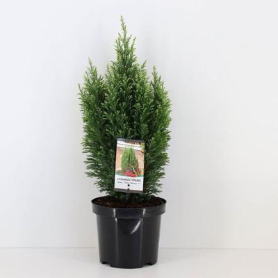 Chamaecyparis law snow white 55 cm Conifeer Schijncipres Warentuin Natuurlijk - Warentuin natuurlijk Chamaecyparis law snow white 55 cm Conifeer Schijncipres Warentuin Natuurlijk - Warentuin natuurlijk