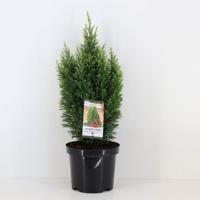 Chamaecyparis law snow white 55 cm Conifeer Schijncipres Warentuin Natuurlijk - Warentuin natuurlijk - thumbnail