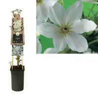 Klimplant Witte Bosrank - Clematis Joe - thumbnail