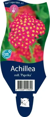Achillea mill. Paprika vaste plant Griffioen - Griffioen