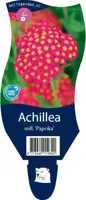 Achillea mill. Paprika vaste plant Griffioen - Griffioen - thumbnail