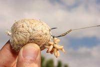 Korda PVA Funnel Web Systeem, 7 m PVA - thumbnail