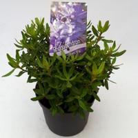 Dwerg rododendron (Rhododendron "Night Sky") heester - 20-25 cm - 1 stuks - thumbnail