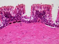 BRESSER Microscoop preparaten 30 stuks - Histologie - thumbnail