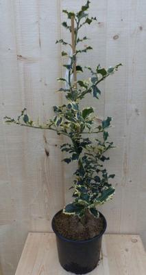 Hulst witbont 80 cm Ilex Warentuin Natuurlijk - Warentuin natuurlijk