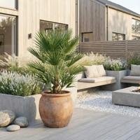 Washingtonia Robusta - Mexicaanse Waaierpalm - P26 - thumbnail