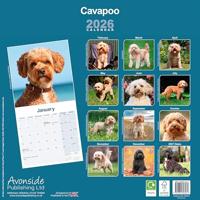 Cavapoo Kalender 2026 - thumbnail