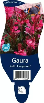Gaura lindh. Florgaured vaste plant Griffioen - Griffioen