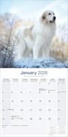 Pyreneese Berghond Kalender 2026 - thumbnail