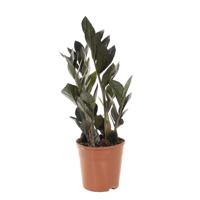 Zamioculcas Raven (Zamiifolia) - P 14 cm - thumbnail