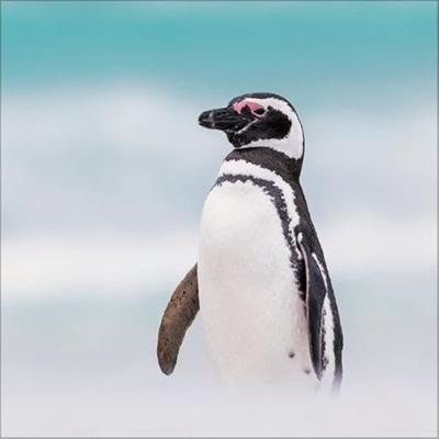 Pinguïns Kalender 2026