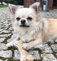 SYTA MICHA For picky dogs Rabbit with banana - hondenkluif - 13,5 cm - thumbnail