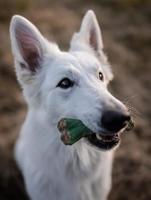 SYTA MICHA Kauwbot met frisse adem - hondenkauwbot - 13,5 cm - thumbnail